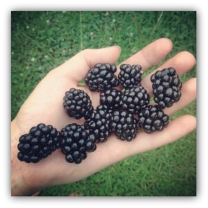 blackberries in hand 2
