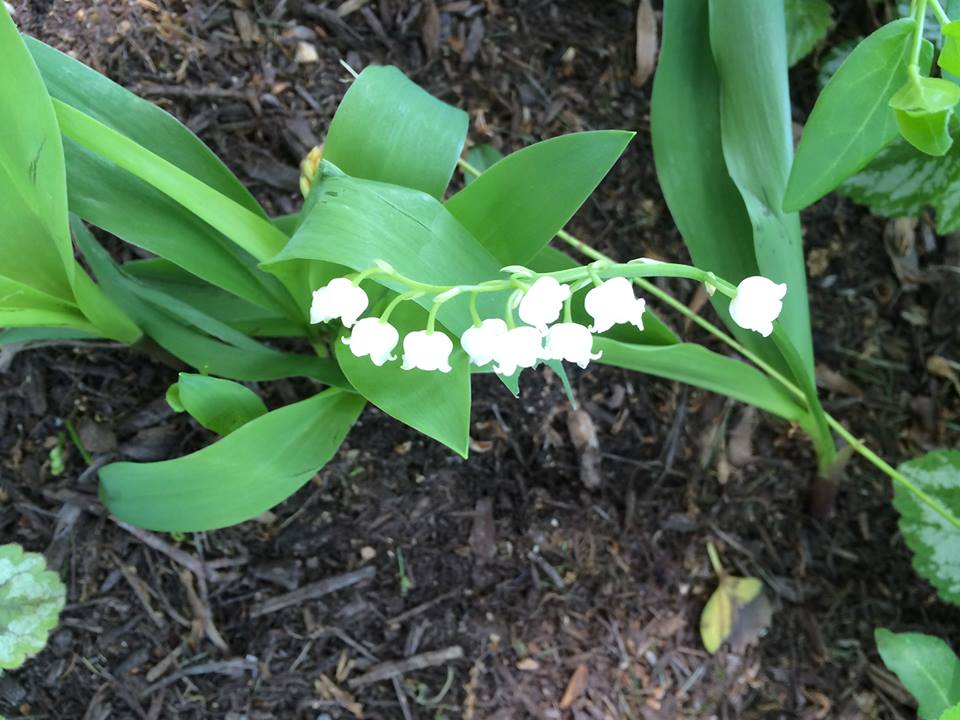 Lily of the valley 2