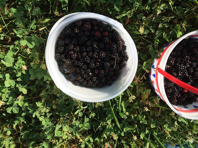 blackberry buckets butterfly