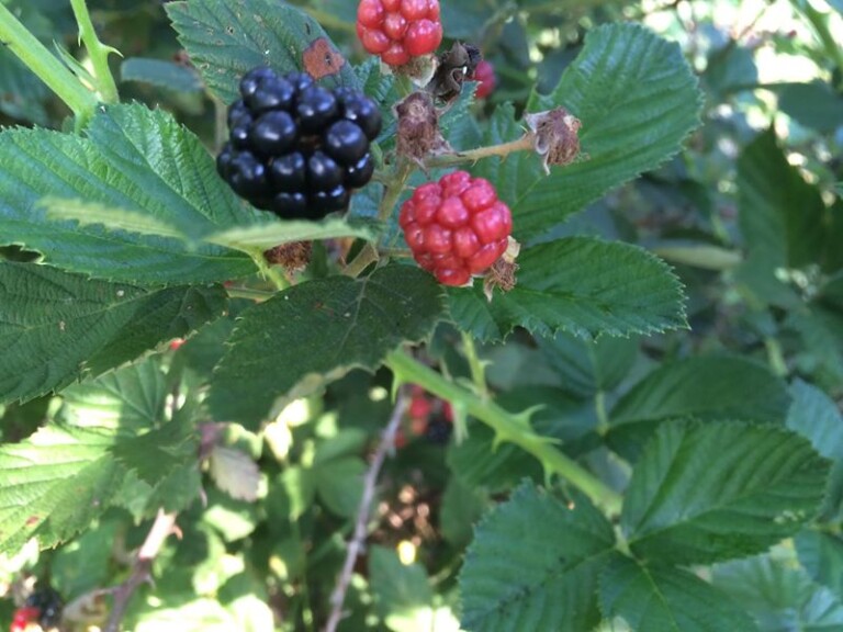 What the Cow Pies Did to Our Berries – And Other Things
