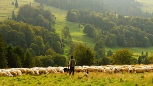 world sheep farmer