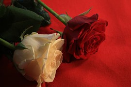 thank roses
