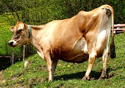 cow-on-hill-brown