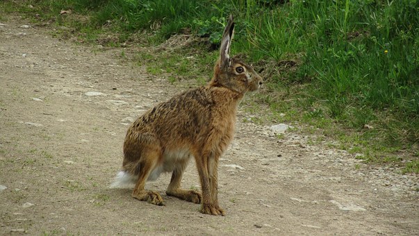 Why I'd rather be a tortoise than a hare