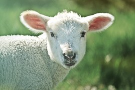 passover lamb