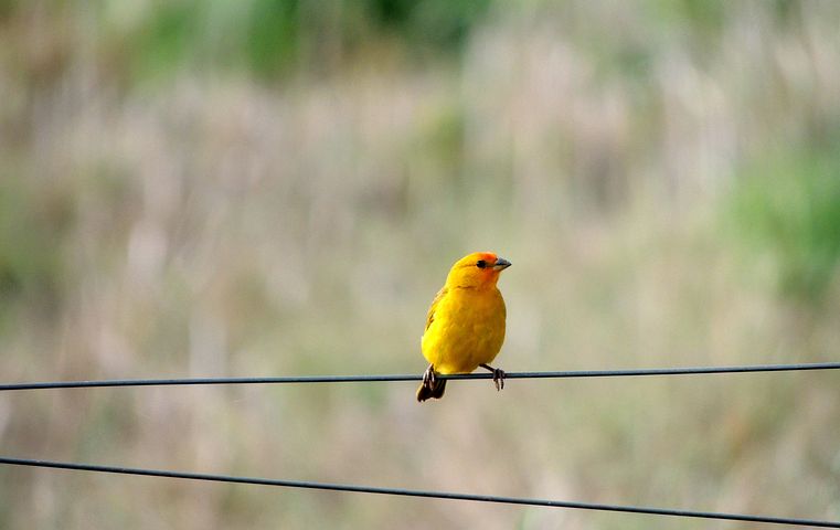 When the Canary’s Song is Silent