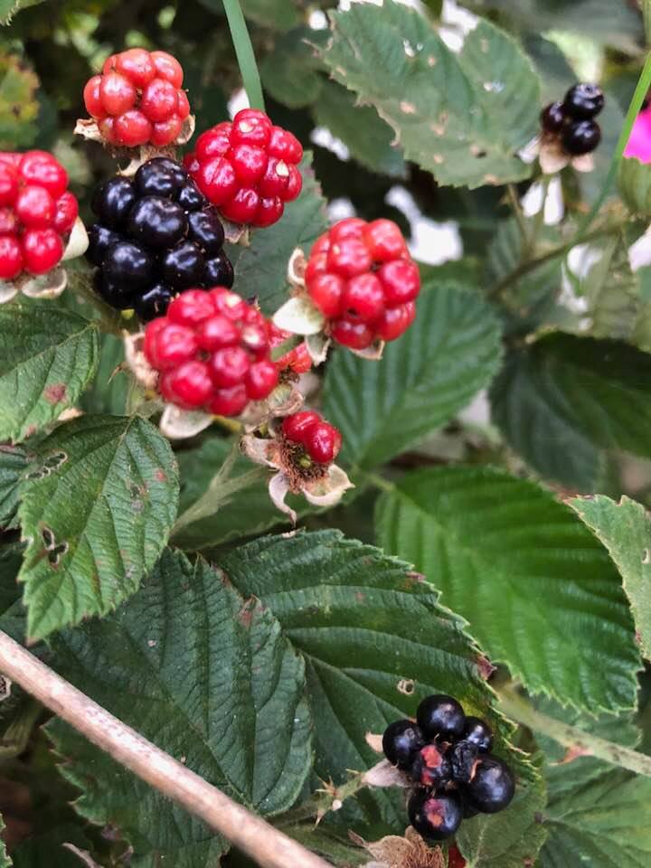 Things About Life From a Blackberry Patch