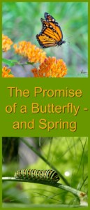 butterfly promise