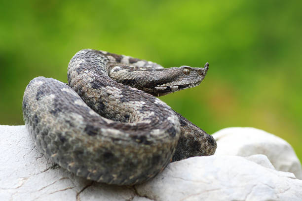 The Way of a Snake on a Rock