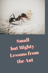Pinterest Lessons from the Ant