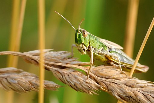 Small but Mighty – Lessons from the Locust