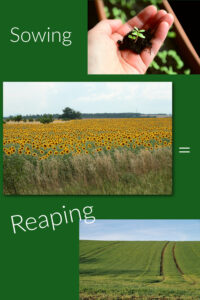 Pinterest Sowing = Reaping