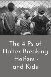 Pinterest - 4 Ps of halter breaking heifers and kida