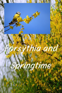 Pinterest Forsythia and Springtime