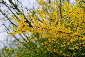 forsythia