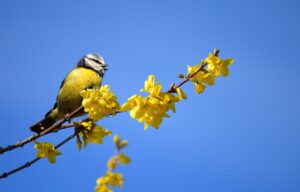 forsythia